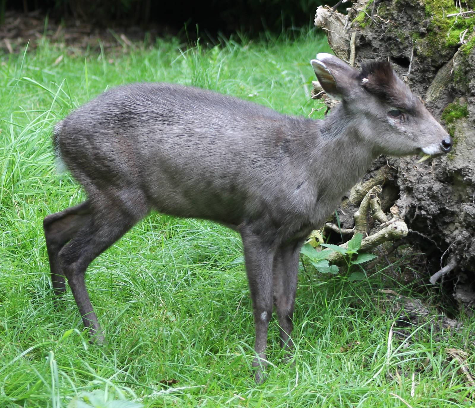 Tufted deer