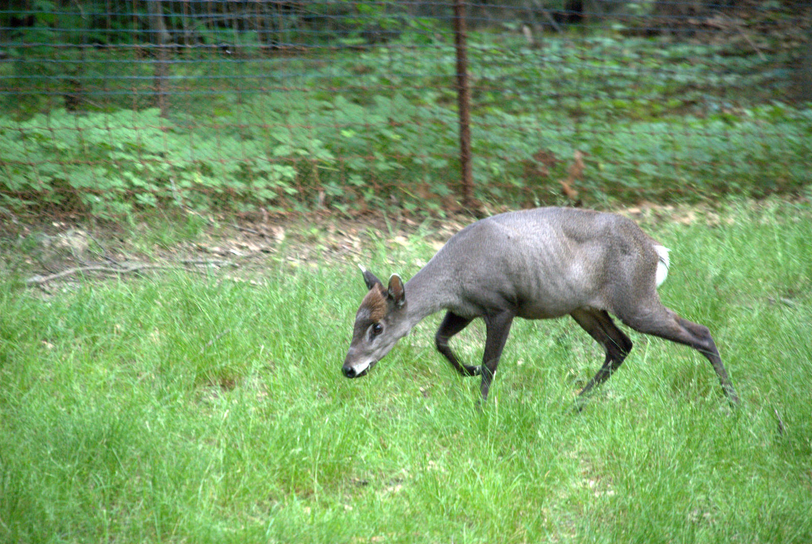 Tufted Deer