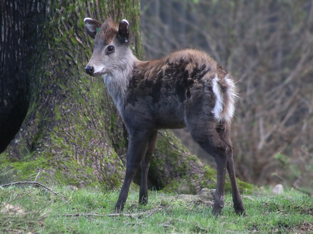 Tufted Deer