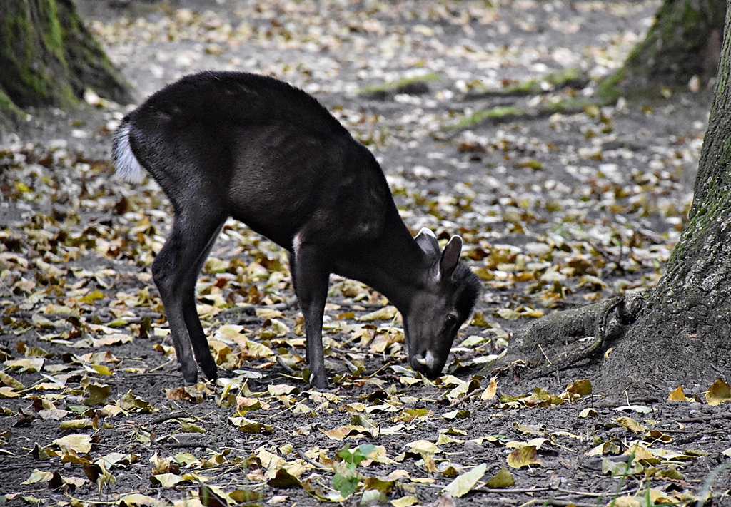Tufted deer