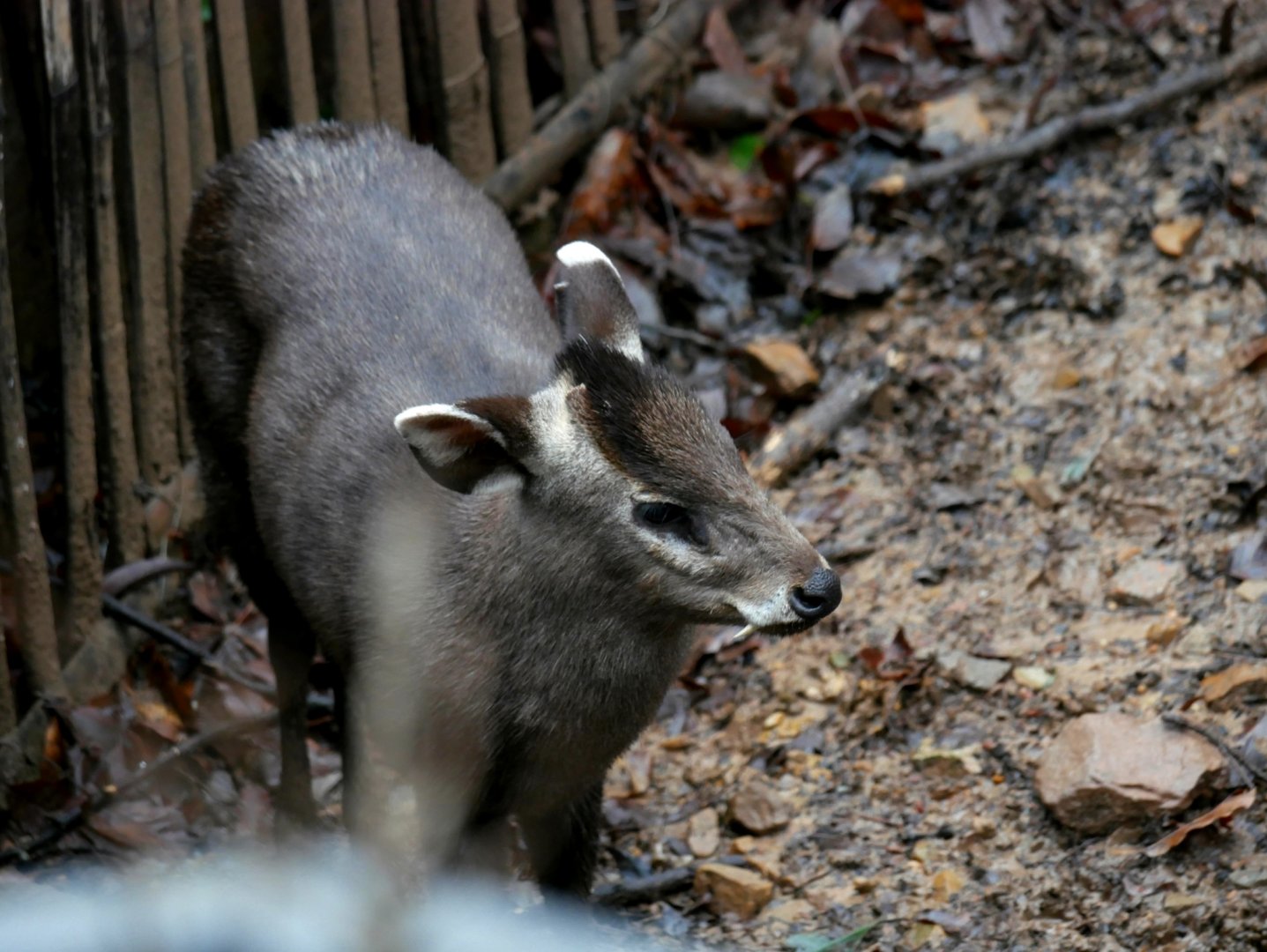 Tufted deer