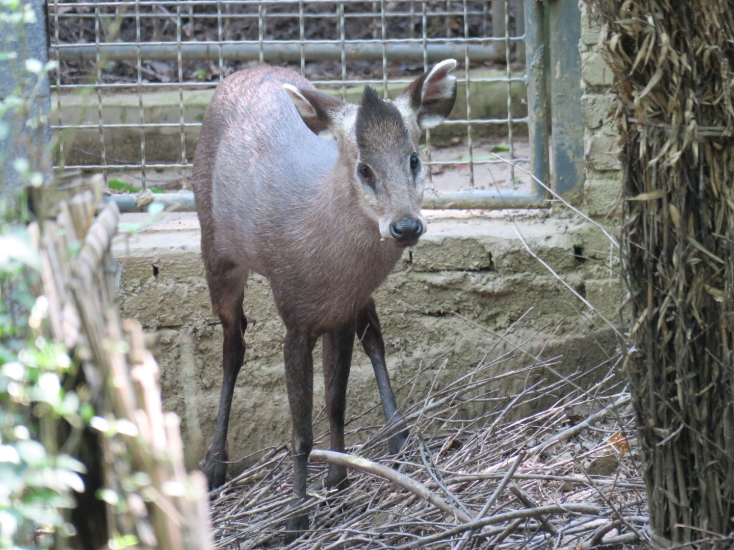 tufted deer