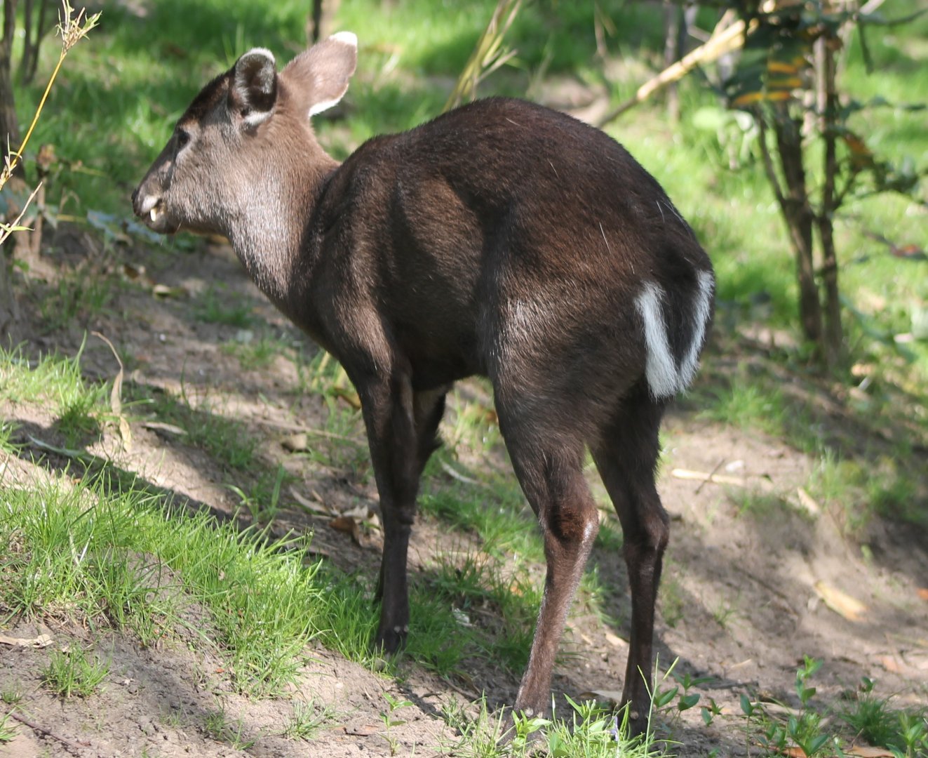 Tufted deer