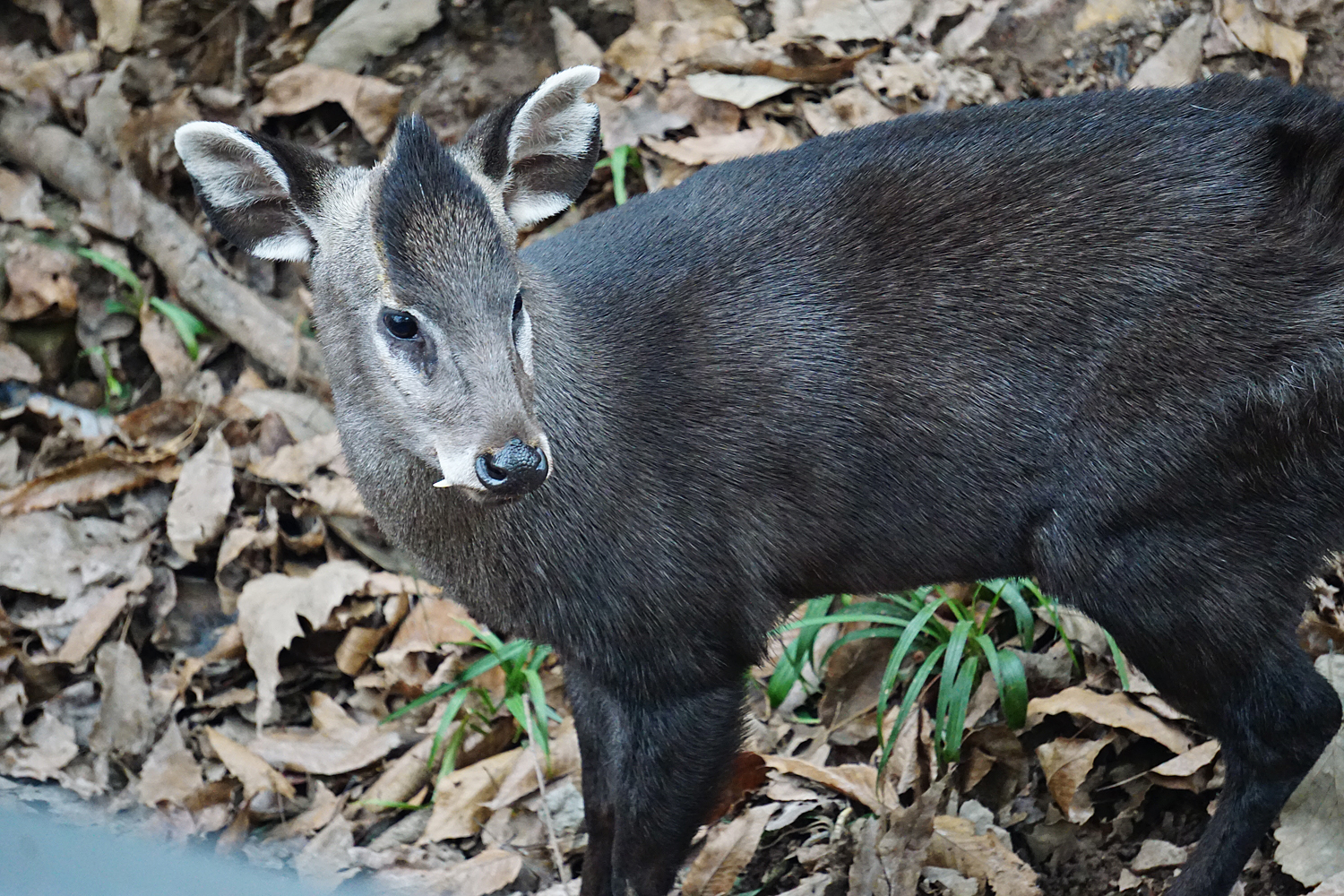 Tufted deer