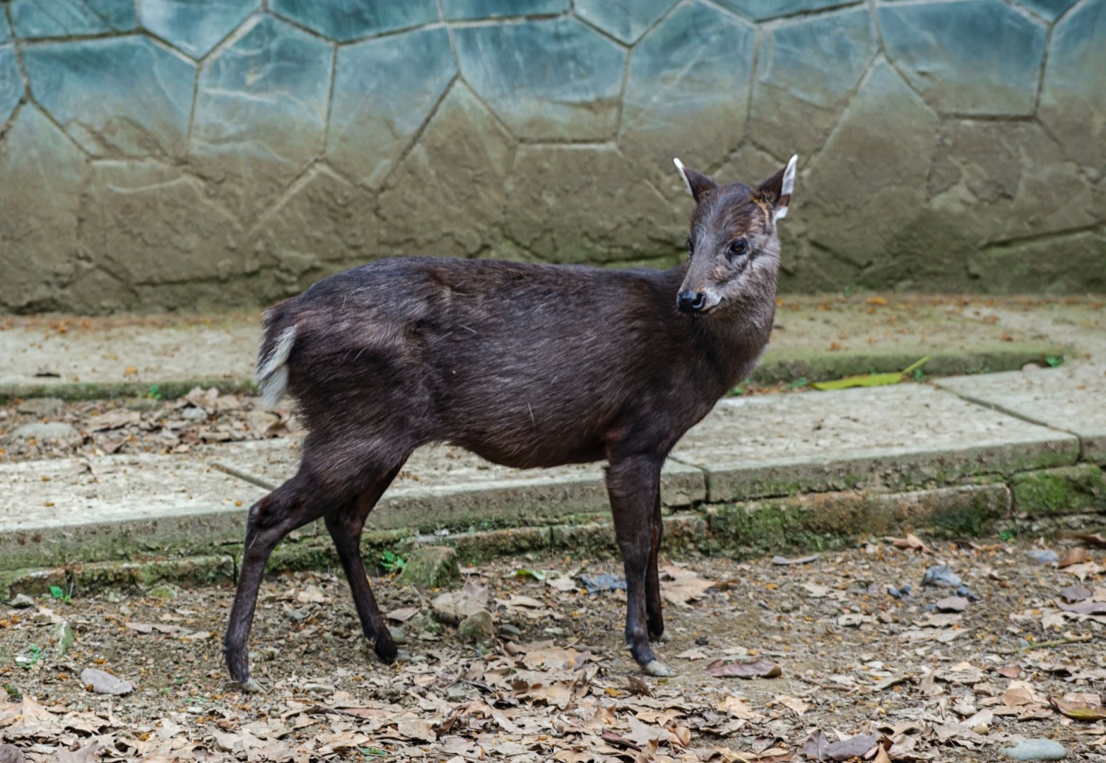 Tufted deer