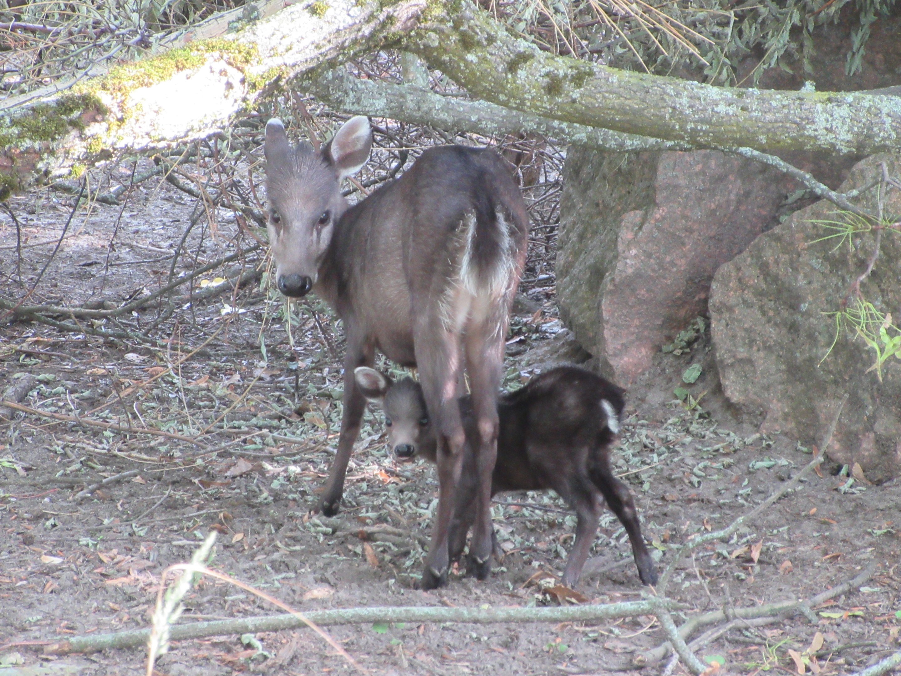 Tufted Deer