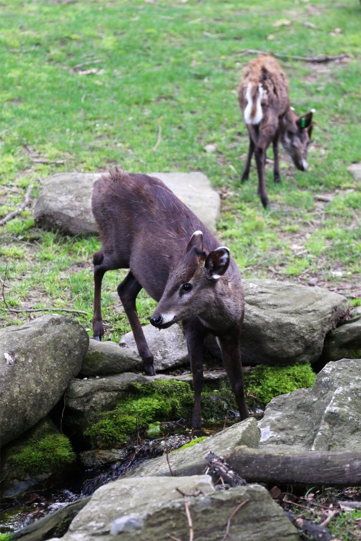 Tufted Deer