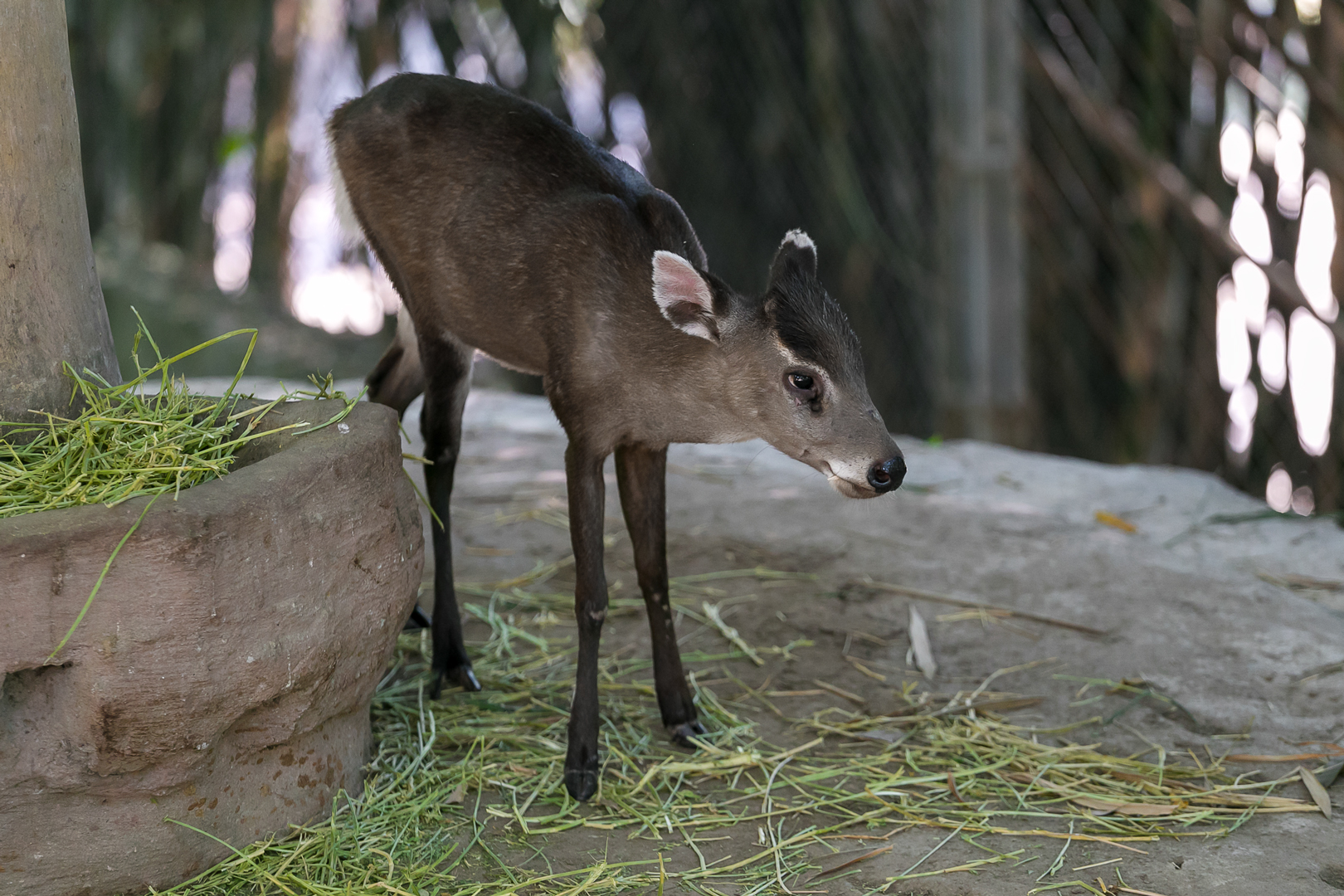 Tufted deer