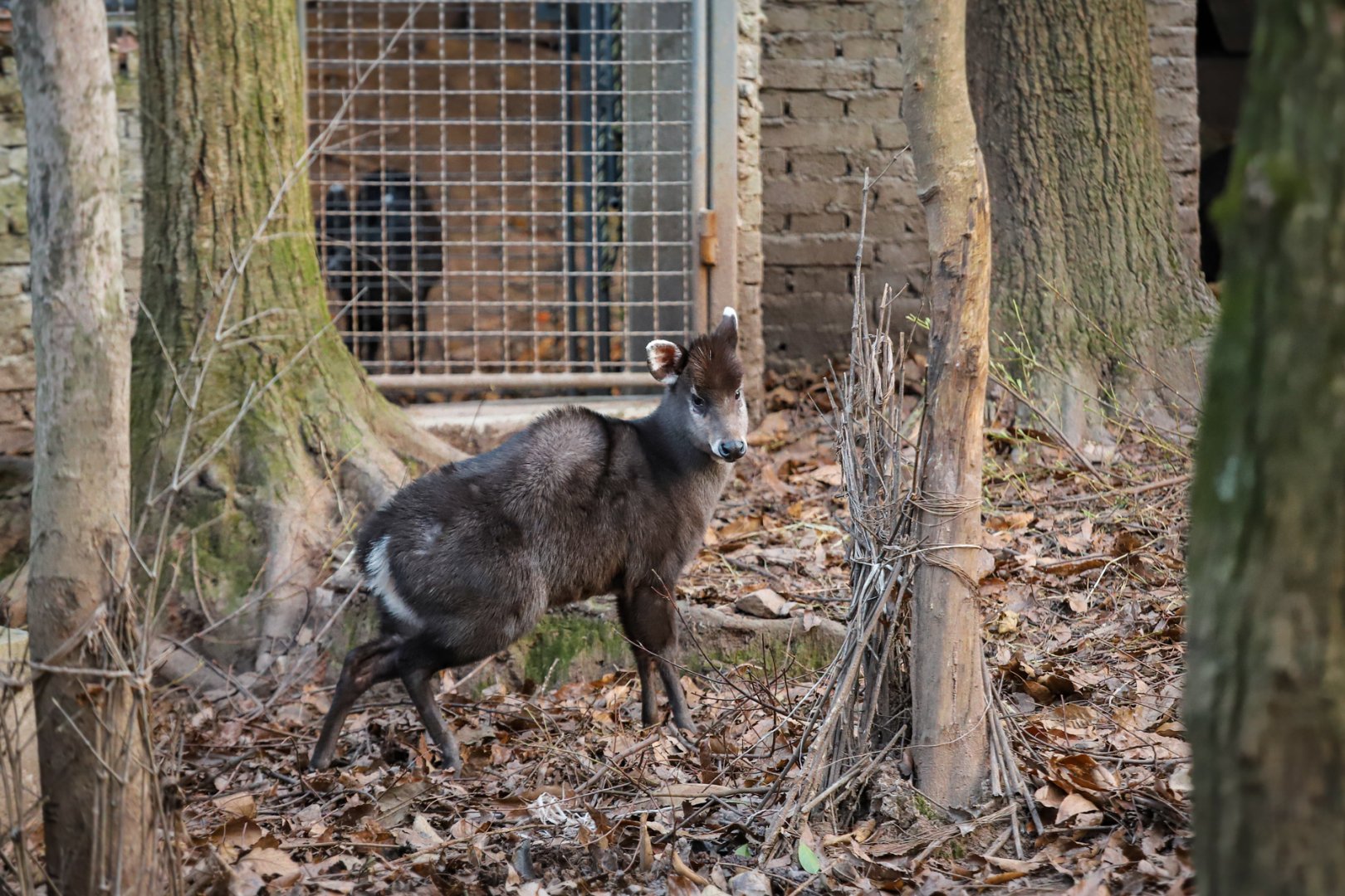 Tufted deer