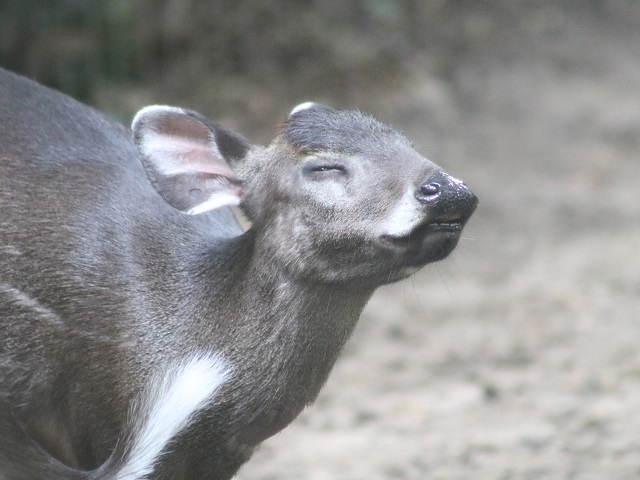 Tufted Deer