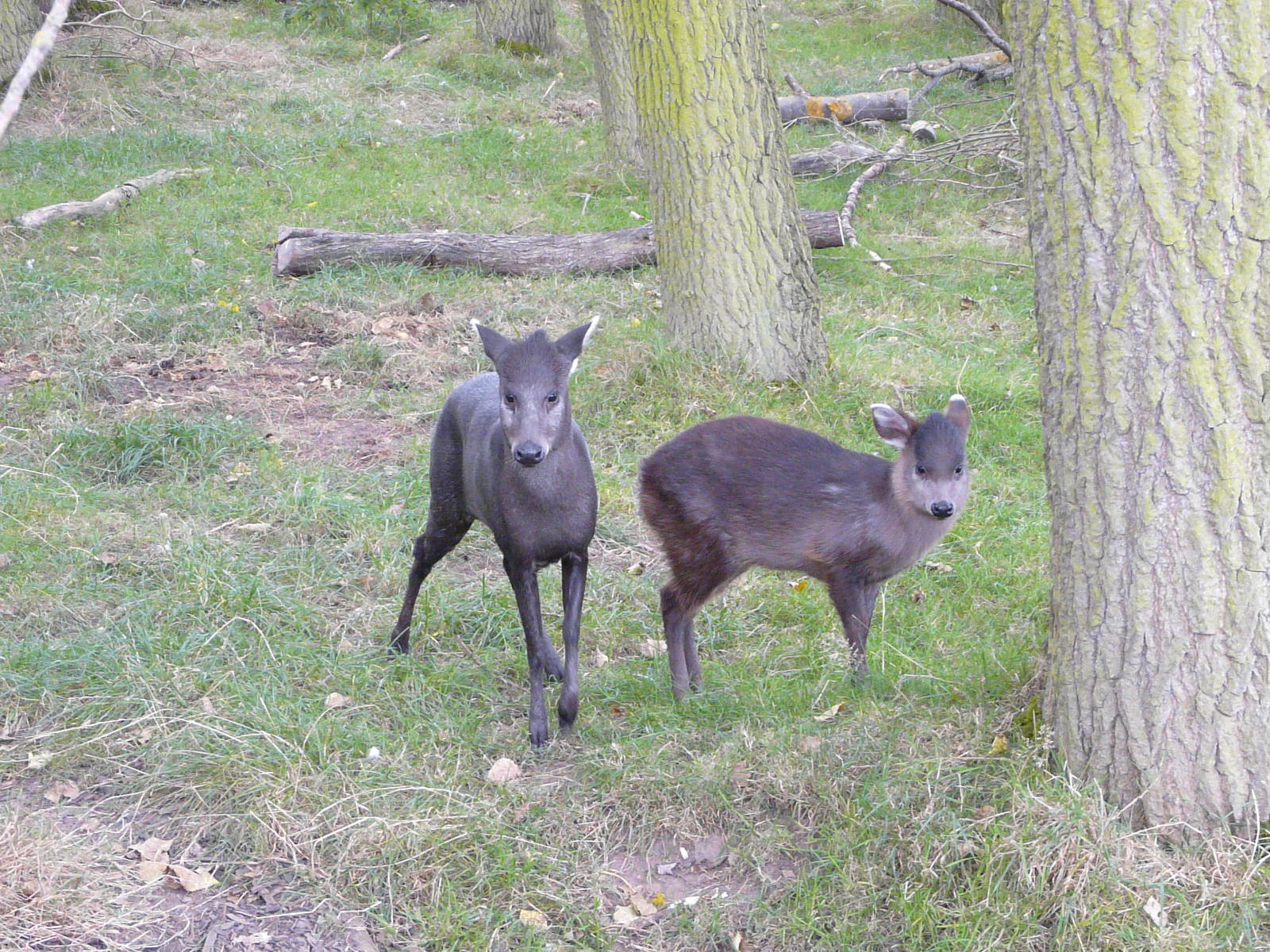 Tufted Deer