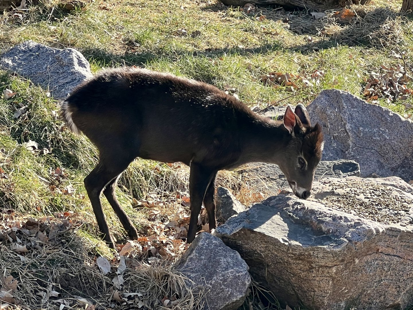 Tufted Deer