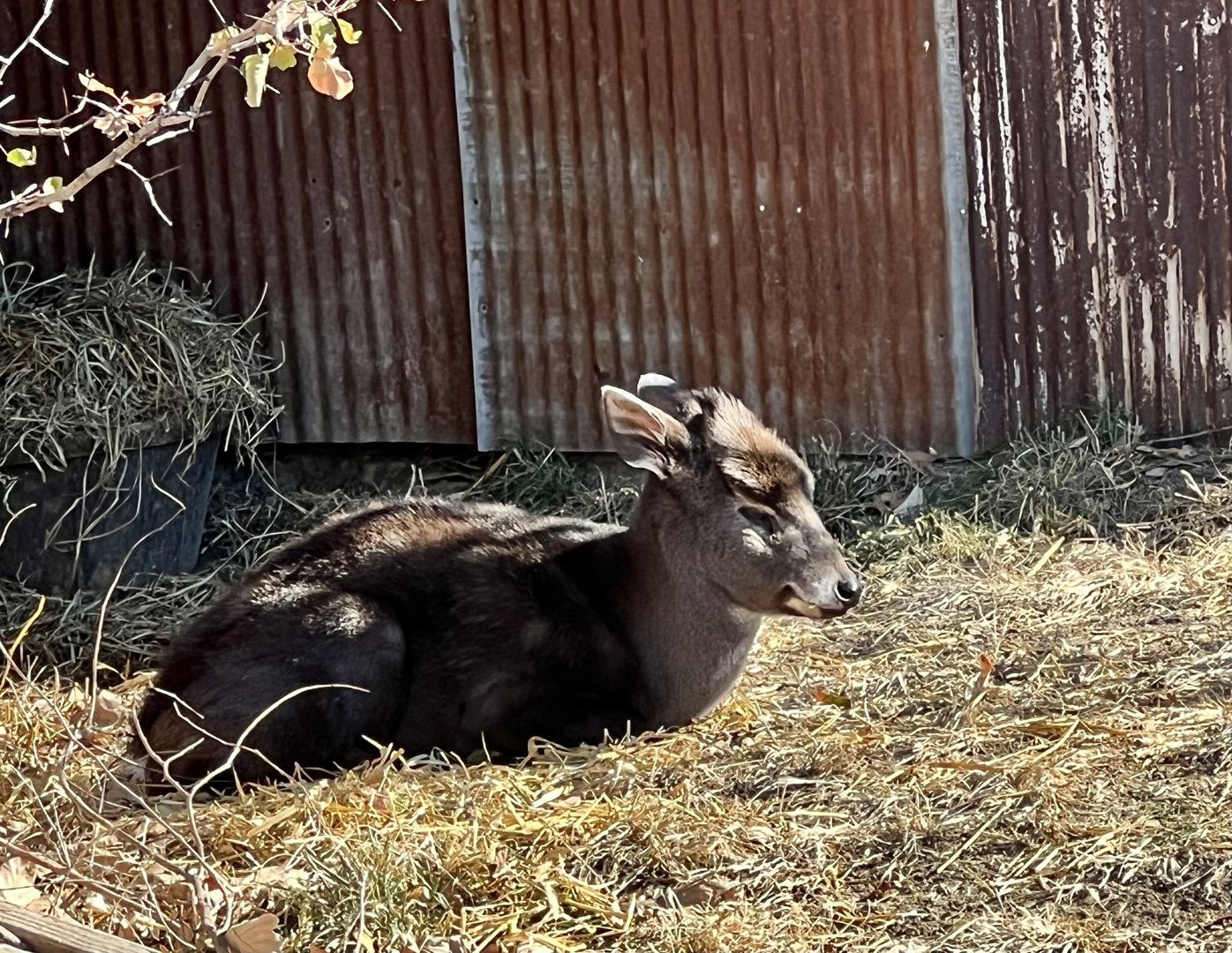Tufted Deer
