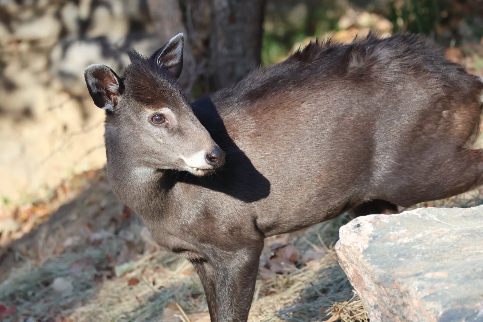 Tufted Deer