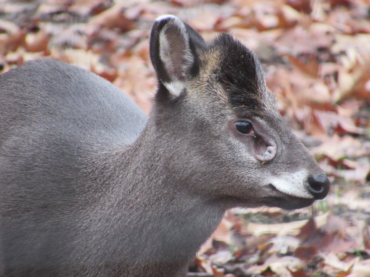 Tufted Deer