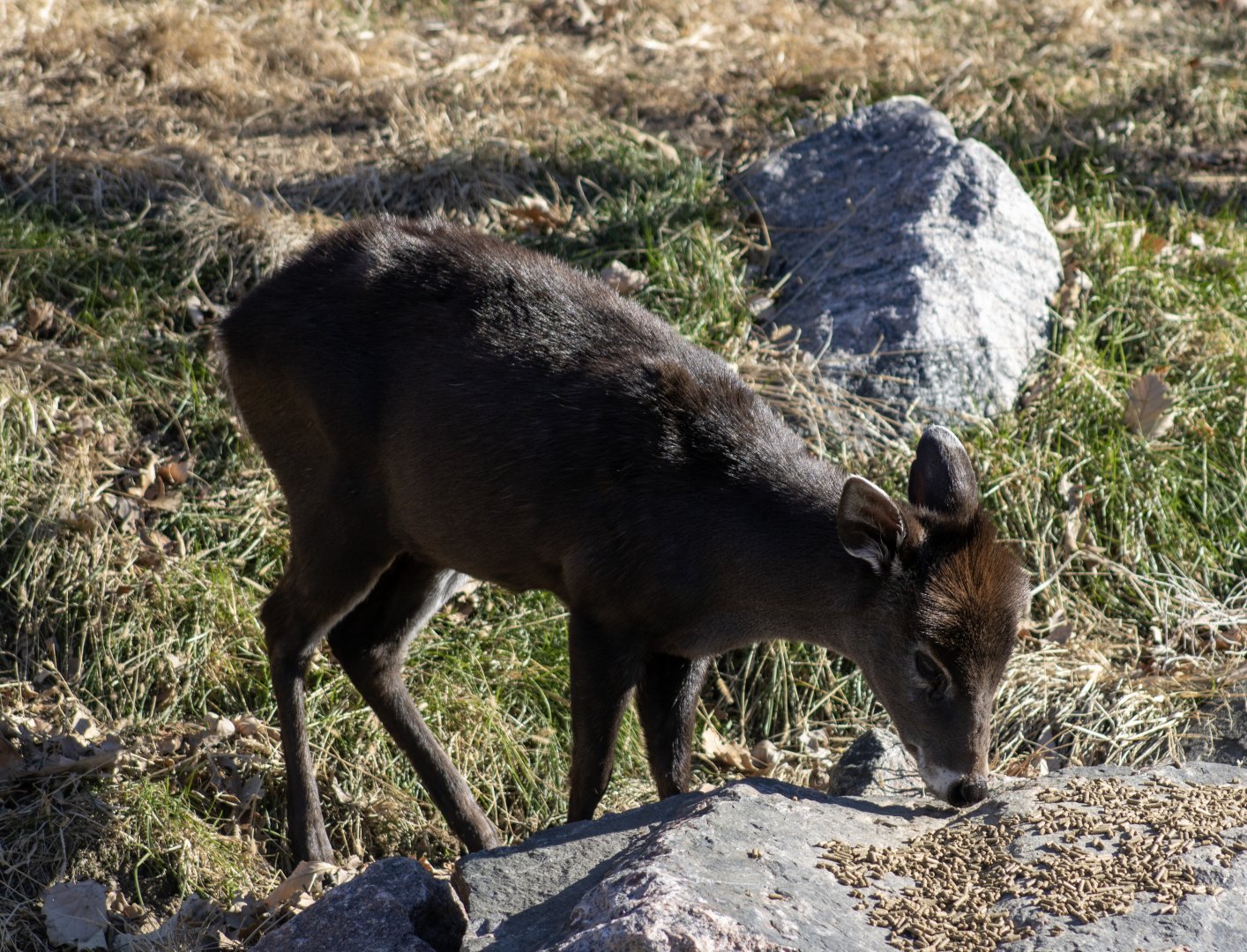 Tufted Deer