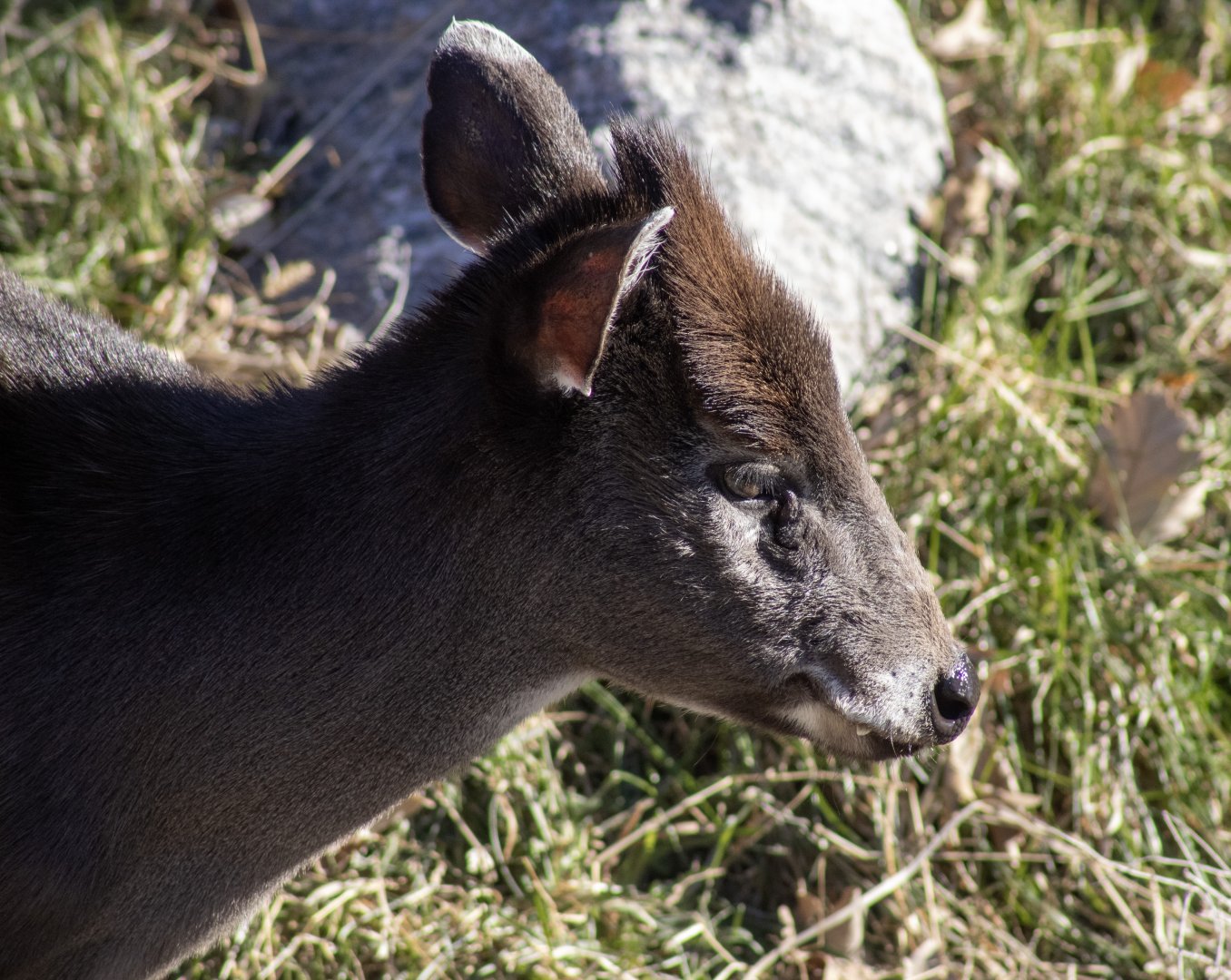 Tufted Deer