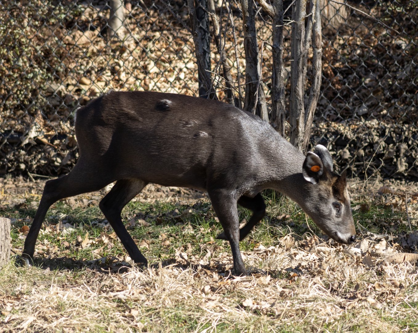 Tufted Deer