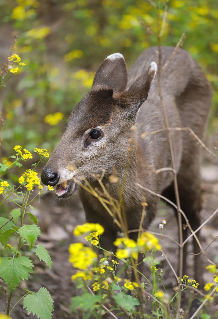 Tufted deer