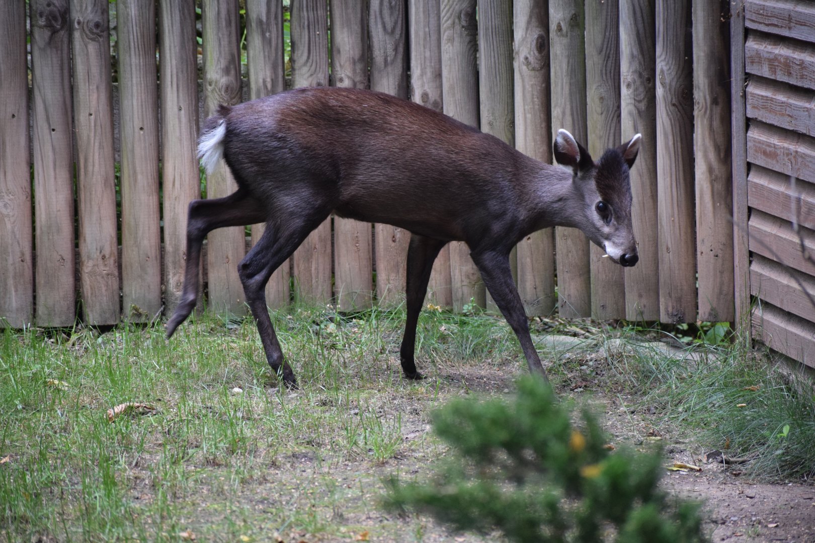 Tufted deer