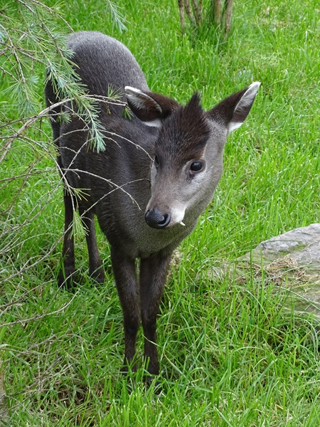 Tufted deer