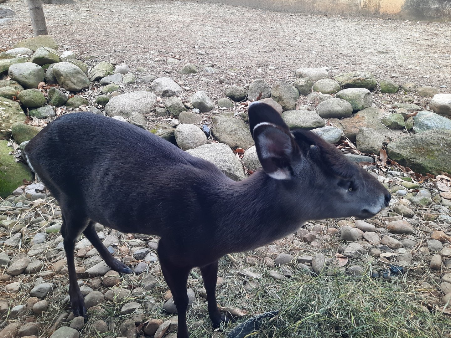 Tufted Deer