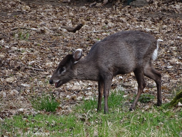 Tufted deer