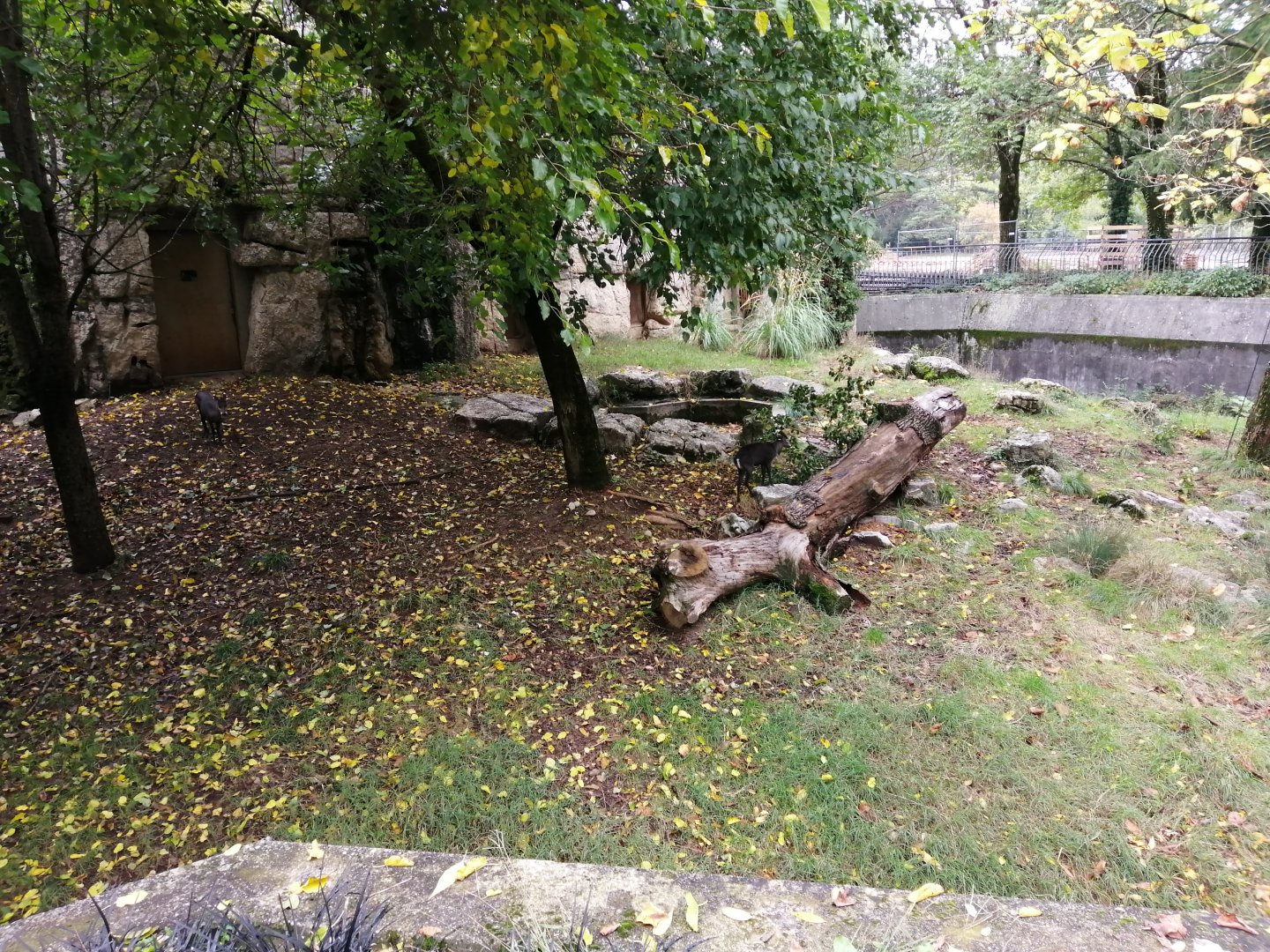 Tufted Deers exhibit