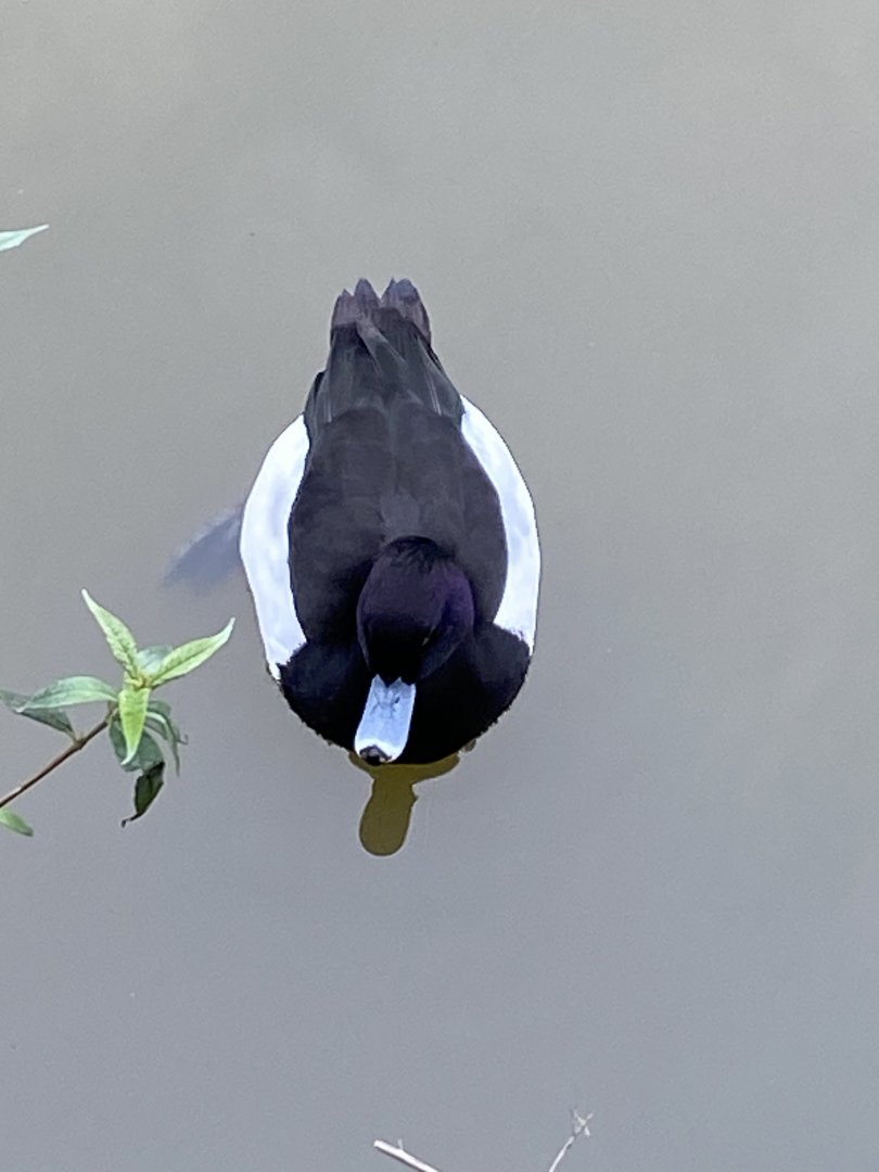 Tufted duck 290224