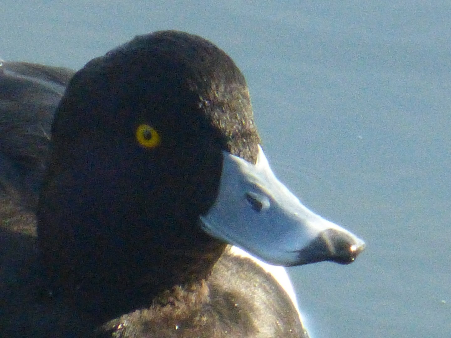 Tufted duck 3-20-22