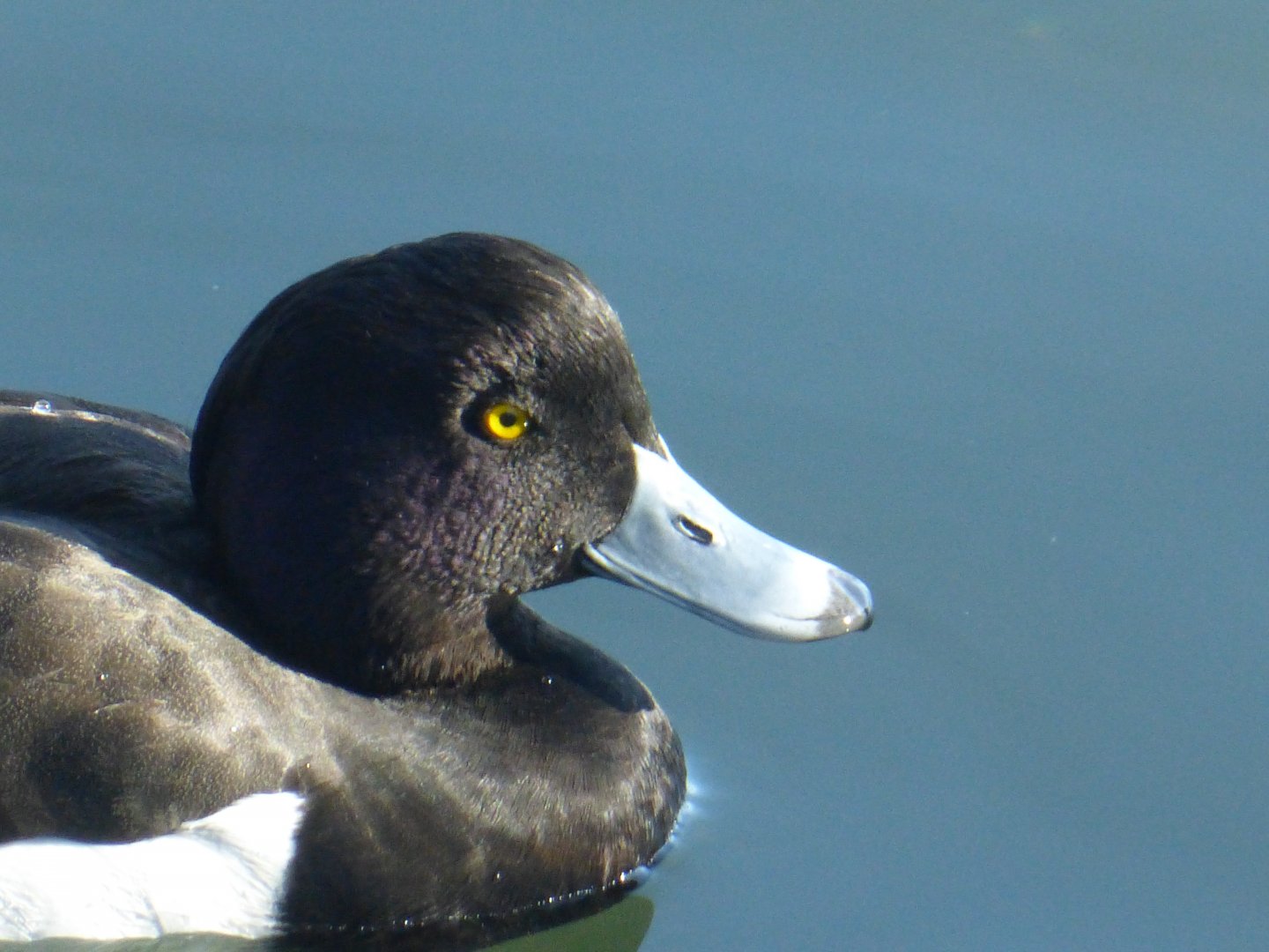Tufted duck 3-20-22
