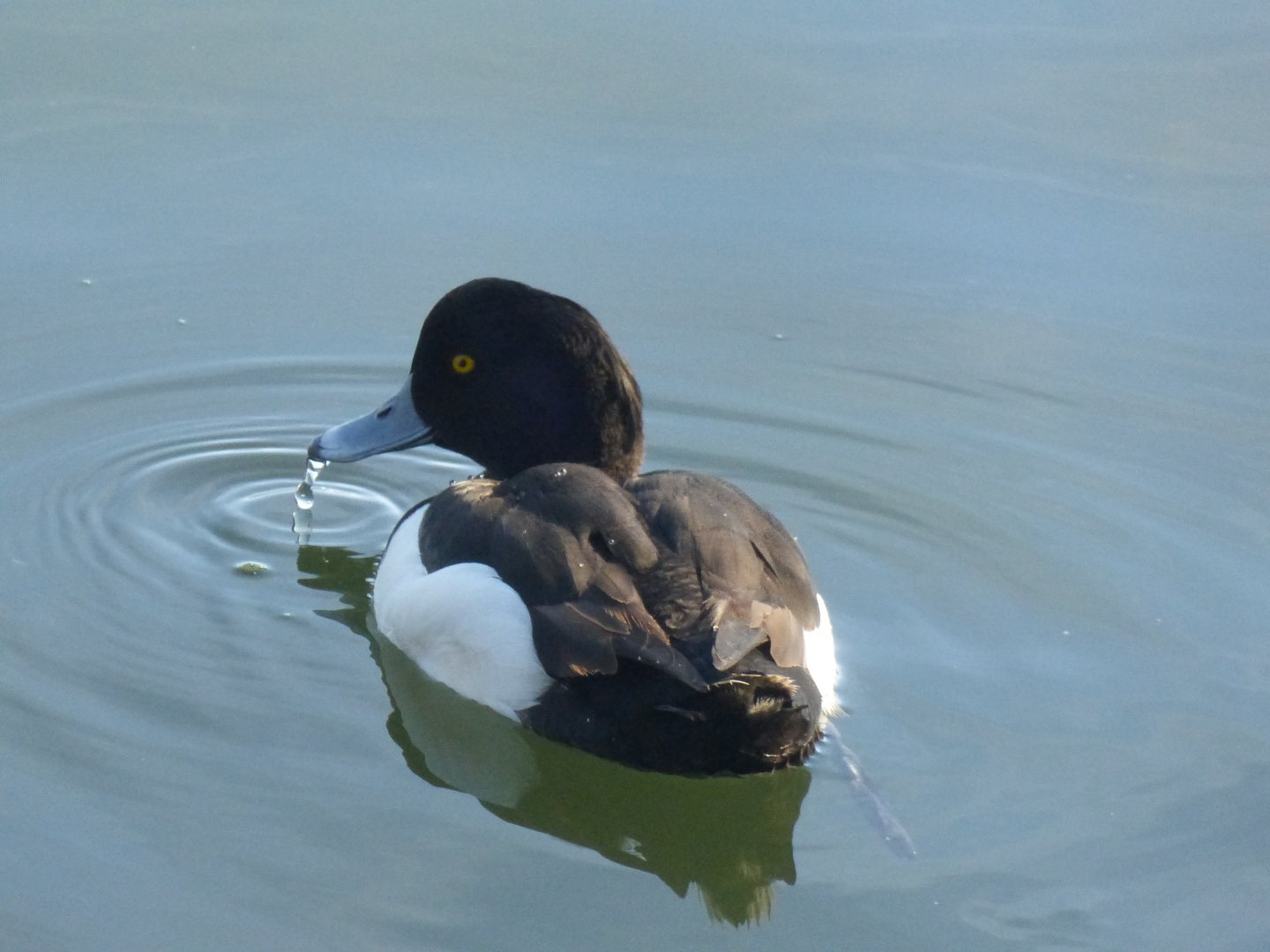 Tufted duck 3-20-22
