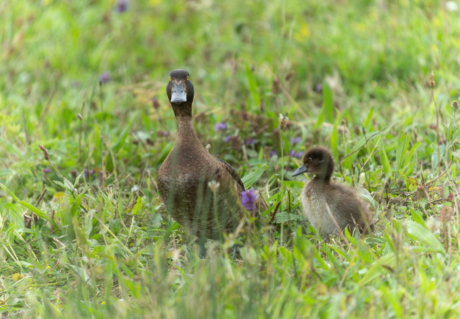 Tufted duck and duckling, wild, UK
