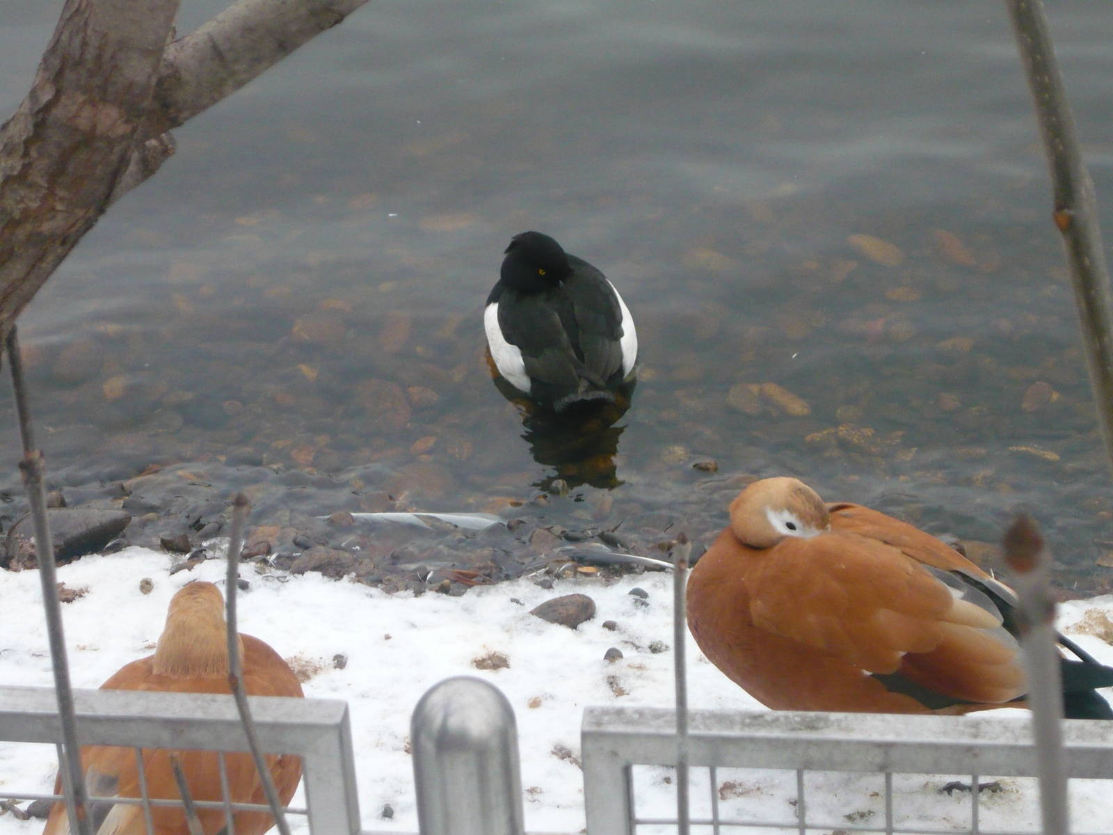 Tufted duck and Ruddy shelducks