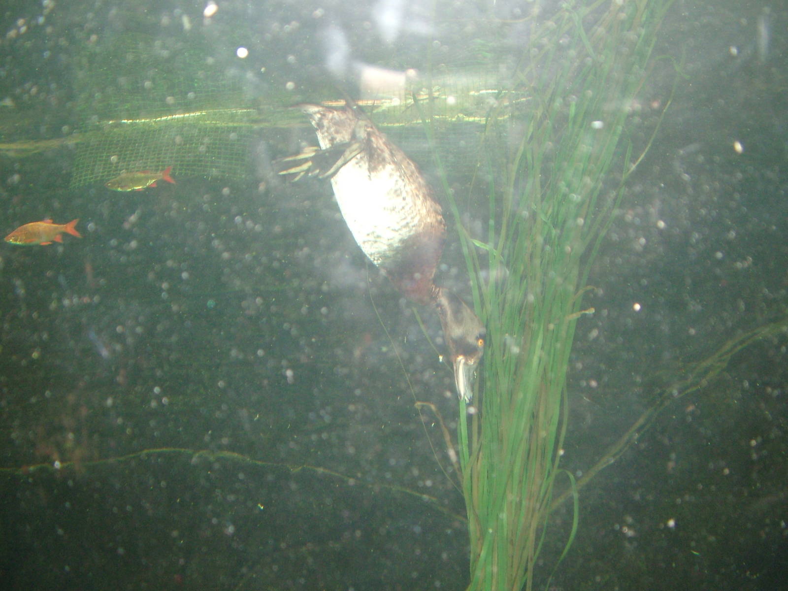 Tufted Duck at Lakes Aquarium 2008