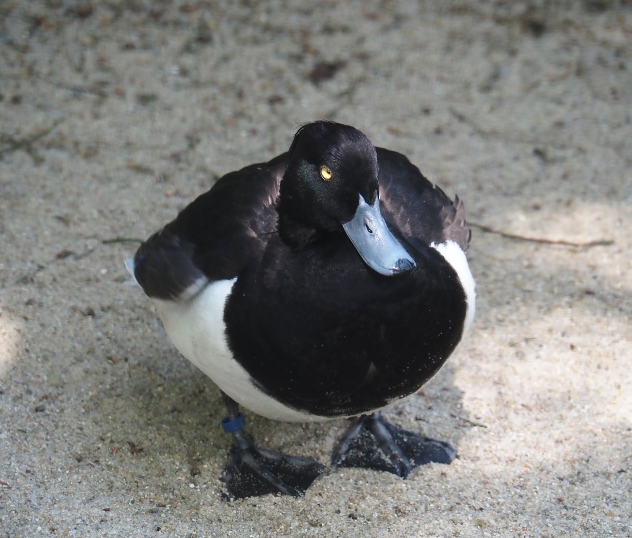 Tufted duck (Aythya fuligula), 2024-05-21
