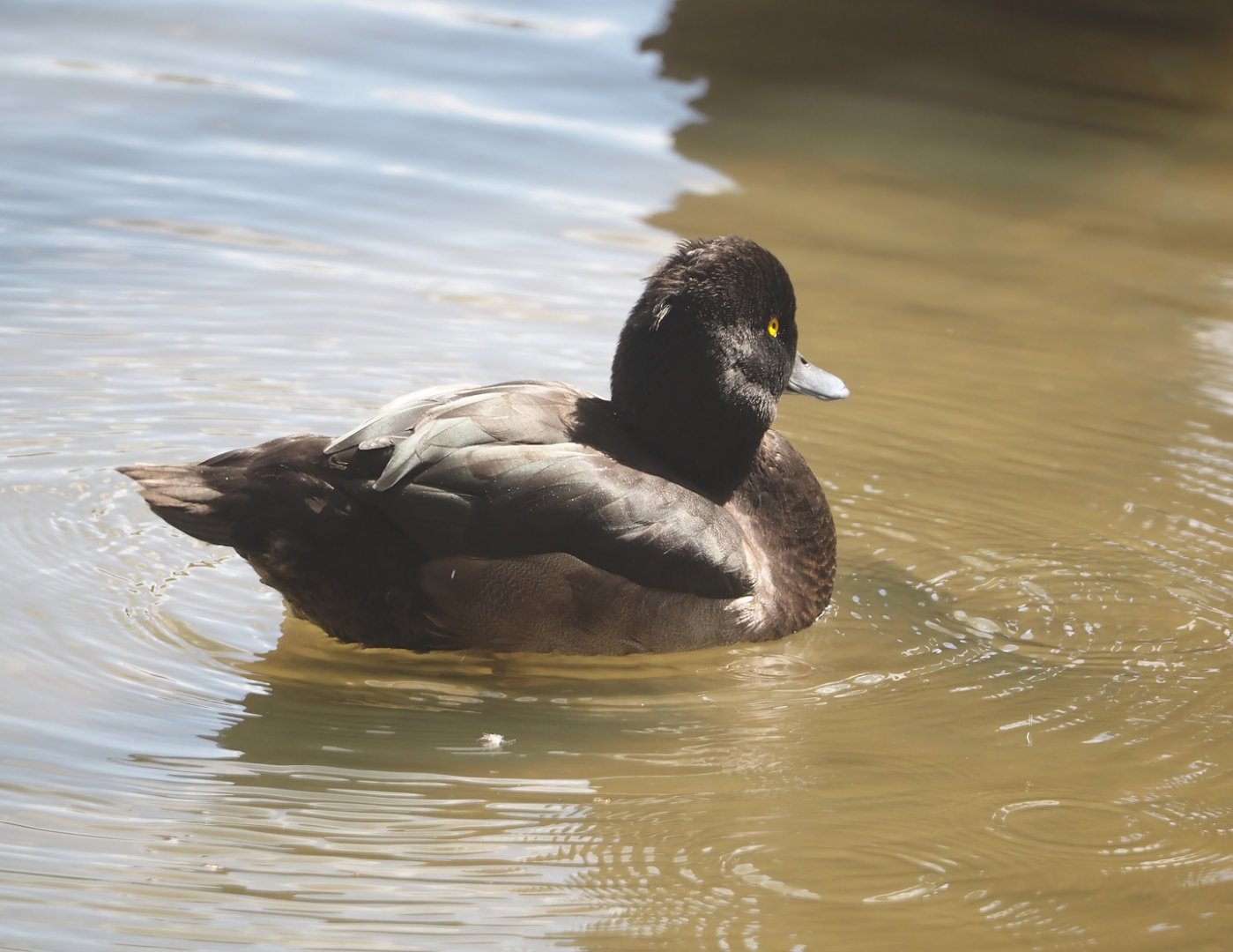 Tufted duck (Aythya fuligula), 2024-08-21