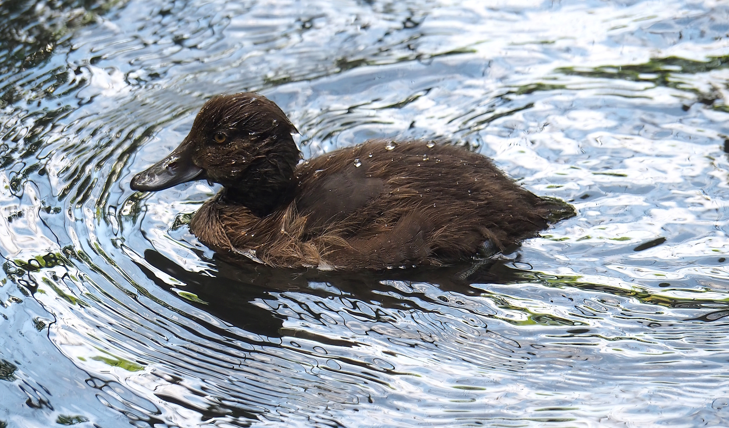 Tufted duck (Aythya fuligula) duckling, 2023-07-26