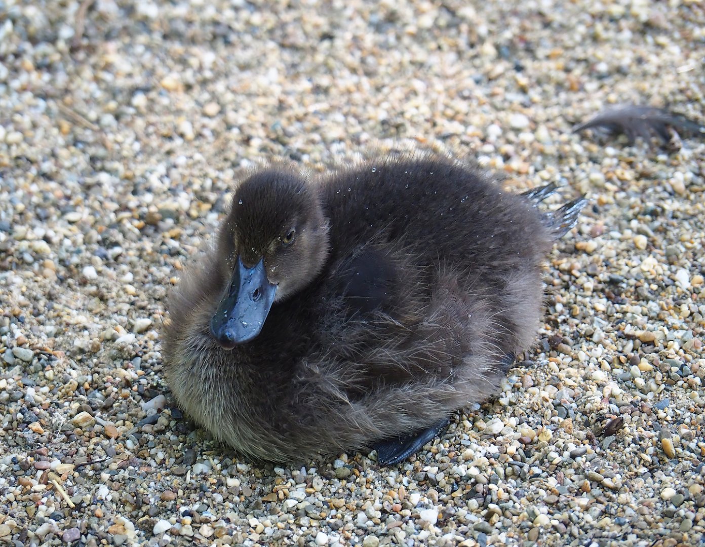 Tufted duck (Aythya fuligula) duckling, 2023-07-26