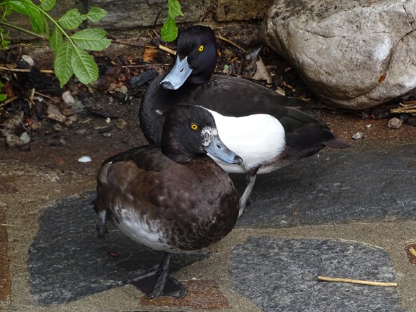 Tufted duck (Aythya fuligula) male and female