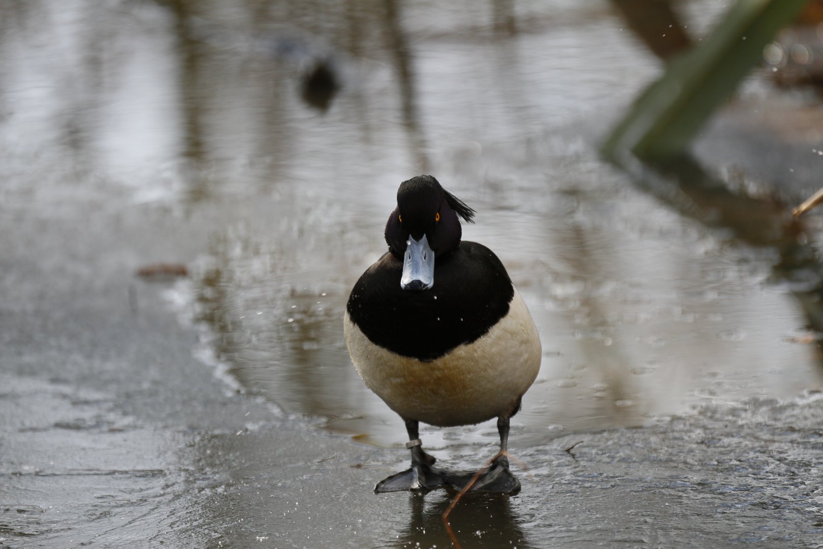 Tufted duck (Aythya fuligula)