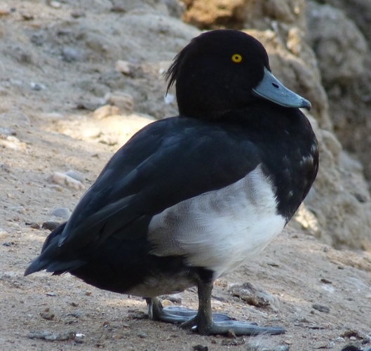 Tufted duck (Aythya fuligula)