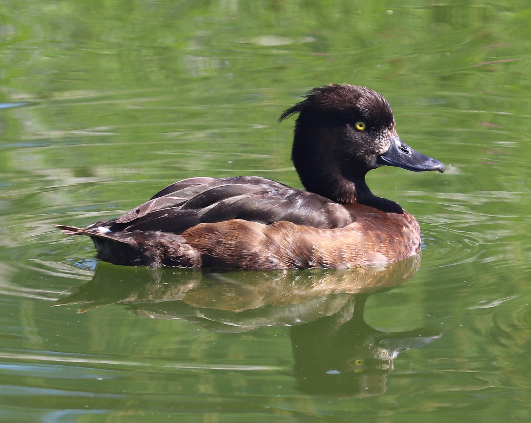 Tufted duck (Aythya fuligula)
