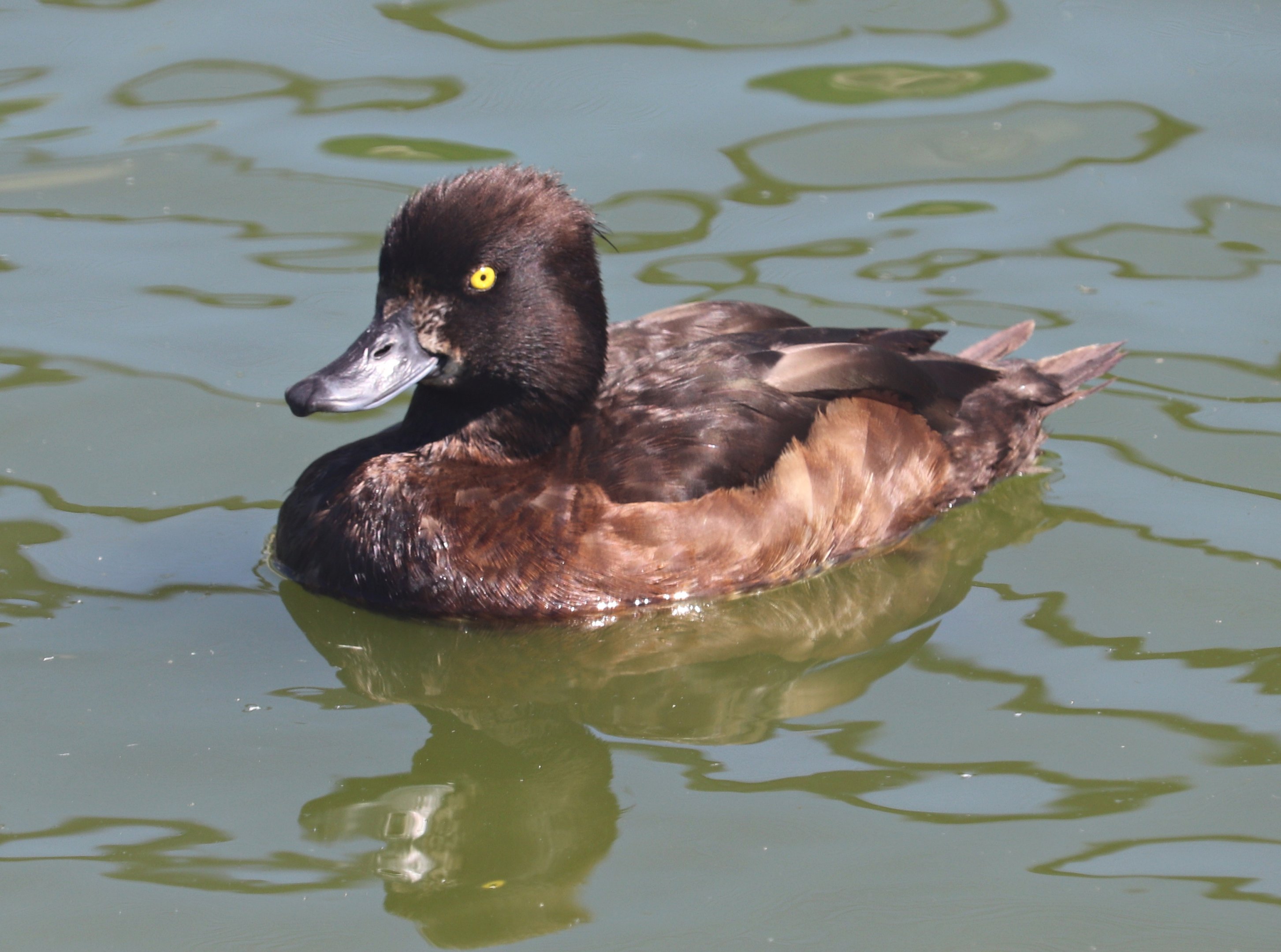 Tufted duck (Aythya fuligula)
