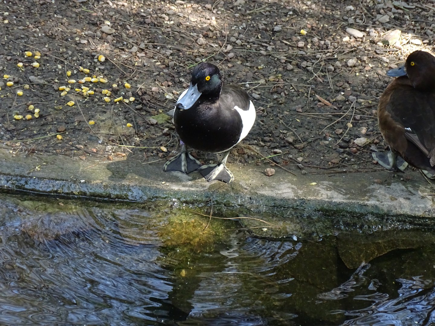 Tufted duck (Aythya fuligula)