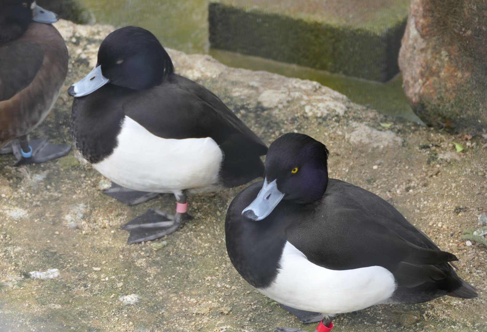 Tufted Duck (Aythya fuligula)