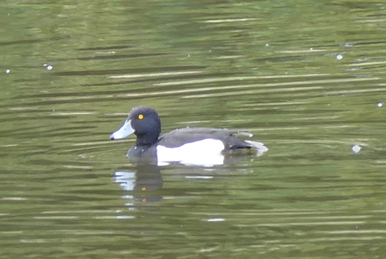 Tufted Duck (Aythya fuligula)