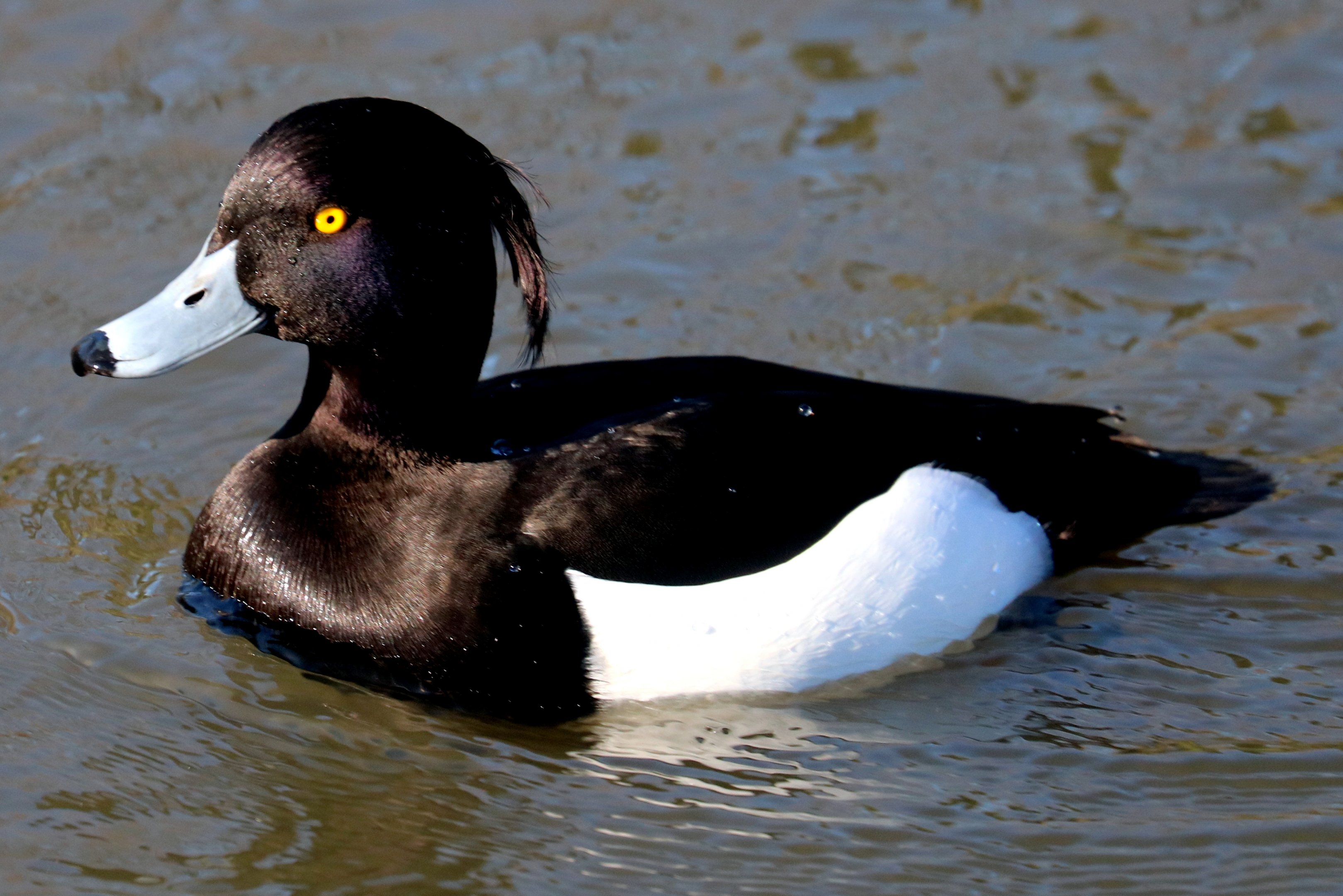 Tufted duck; Barnes; 19th March 2022
