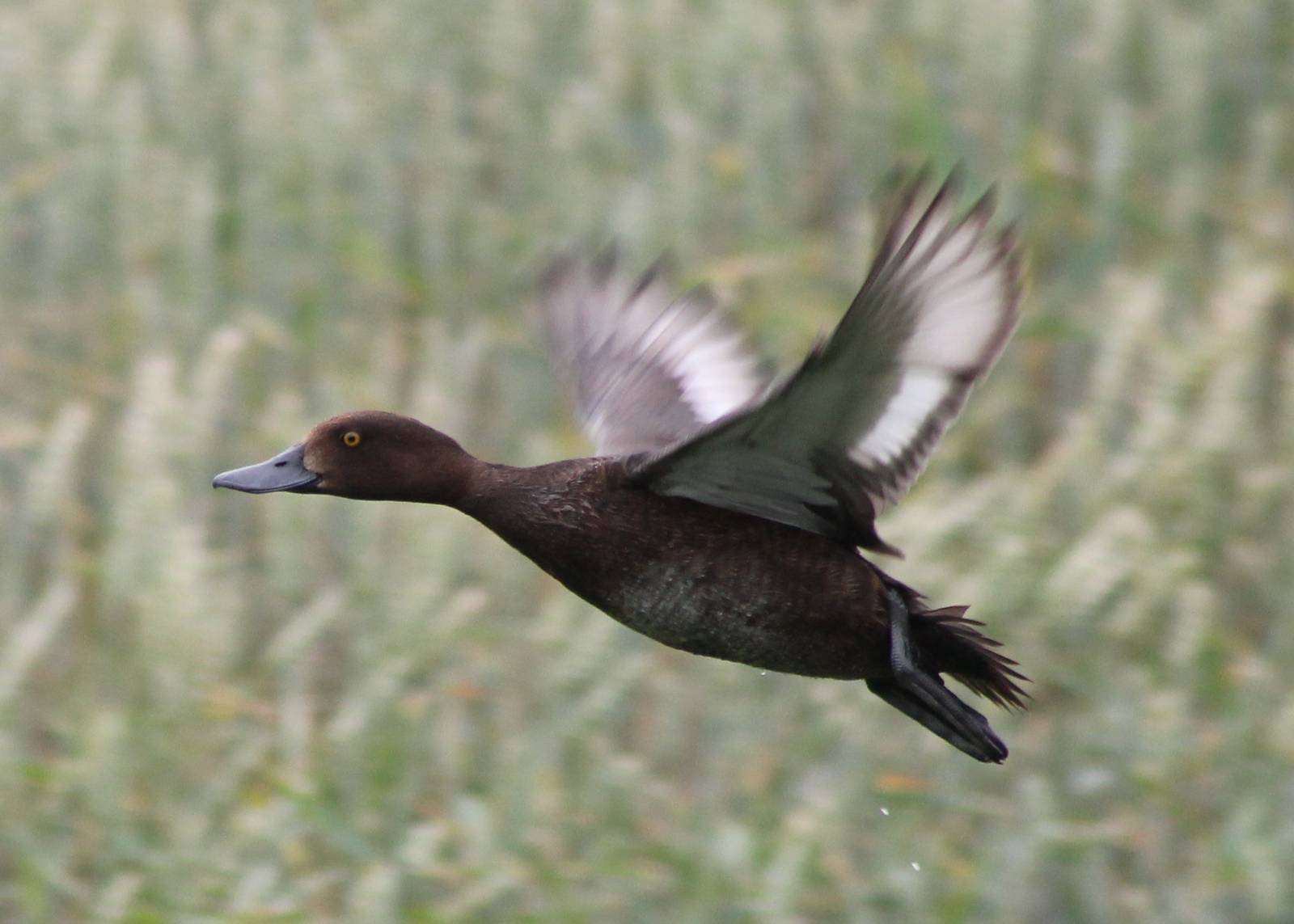 Tufted duck female