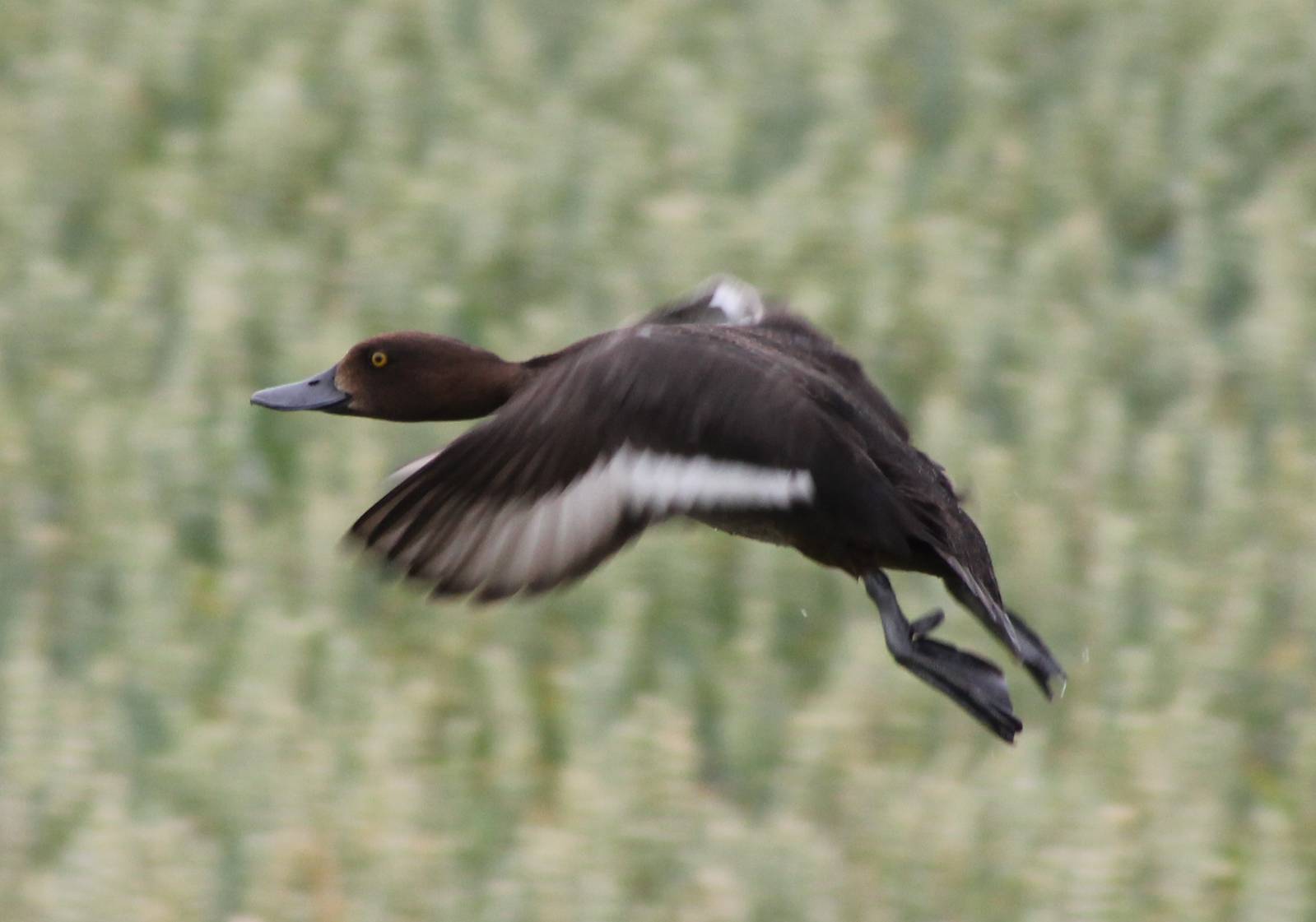 Tufted duck female
